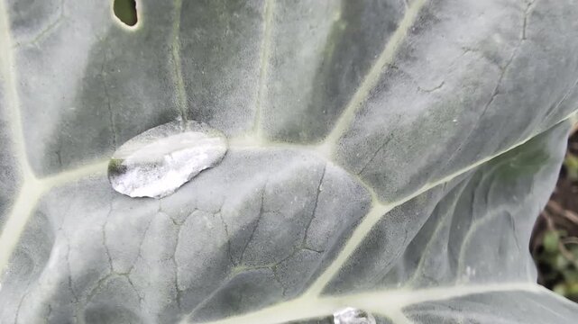 Inquadratura orizzontale di grandi gocce di pioggia adagiate sulla superficie cerosa di una foglia di cavolo