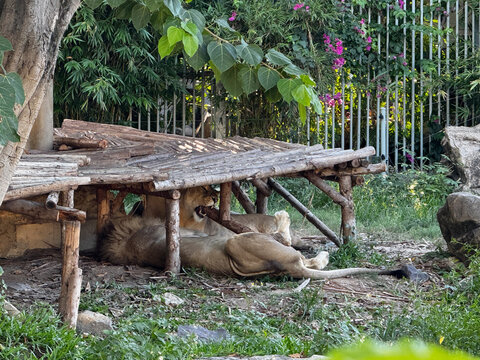 Lions resting under a wooden shelter in a zoo enclosure