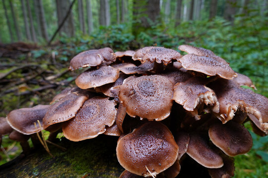 Eine Ansammlung dunkler Hallimasch Pilze (Armillaria ostoyae) auf einem Baumstumpf