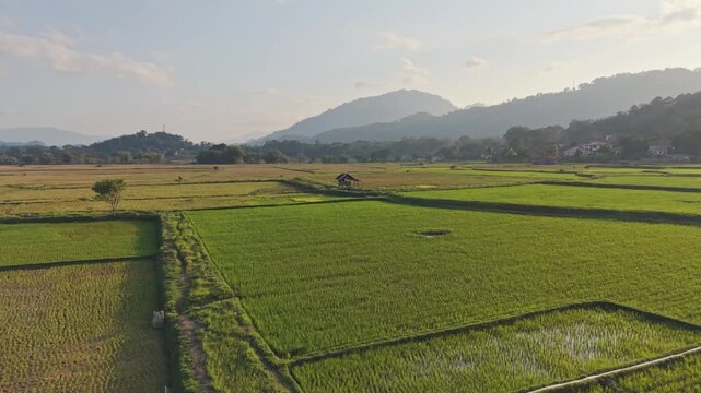 Lush green rice paddies in rantepao sulawesi