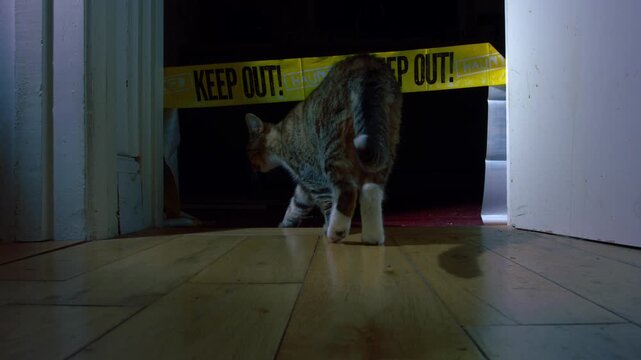 Halloween decorations in house as cat walks by