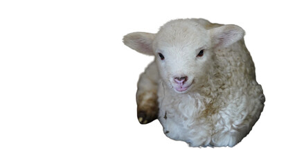 Cute fluffy newborn lamb resting peacefully on the rustic barn floor with innocent expression, capturing soft lighting, rural farming and peaceful spring life. © samy