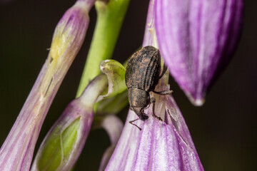 Dark weevil on purple flower bud, Curculio on ornamental blossom © AlMacro