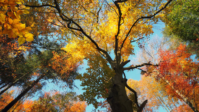 Gorgeous autumn scenery of a forest canopy in vibrant beautiful colors, with clear blue sky behind the yellow crown of an old beech tree