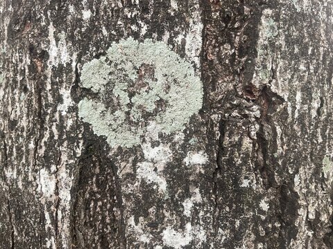 Green lichen growing on dark tree bark texture close up in forest
