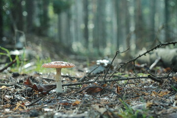 Leśne grzyby jesienią © FotoWave Dawid Nowak