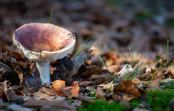 wild mushroom growing among fallen autumn leaves on forest floor in natural sunlight background