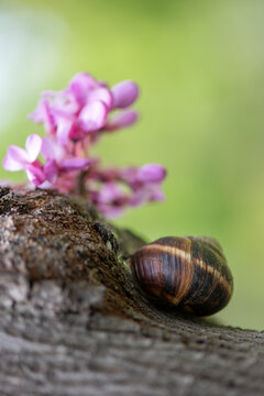 Vertical close-up shot of a striped snail shell on wooden tree bark near pink flowers, perfect for snail mucin cosmetic ads, skincare packaging, escargot gastronomy, and mobile wallpapers.