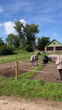 Happy Horse Trotting and Playing in Farm Corral on Sunny Day