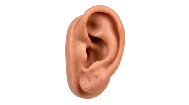 Realistic human ear anatomical model with natural skin tone, detailed helix and lobe contours, and accurate outer-ear structure for medical education. Photorealistic medical studio photo, side