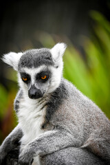 beautiful close up shot of a lemur sitting in sad mood © Saif