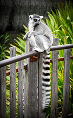 beautiful photo of a lemur with long brushed tail sitting on the fence © Saif