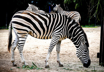beautiful photo of zebra grazing on ground and other zebras at background © Saif