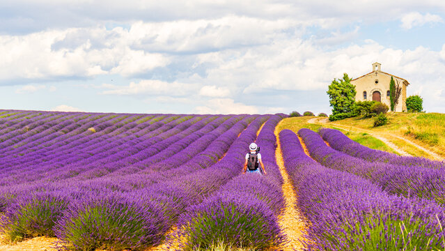 Lavender field and chapel at Entrevennes village, France.