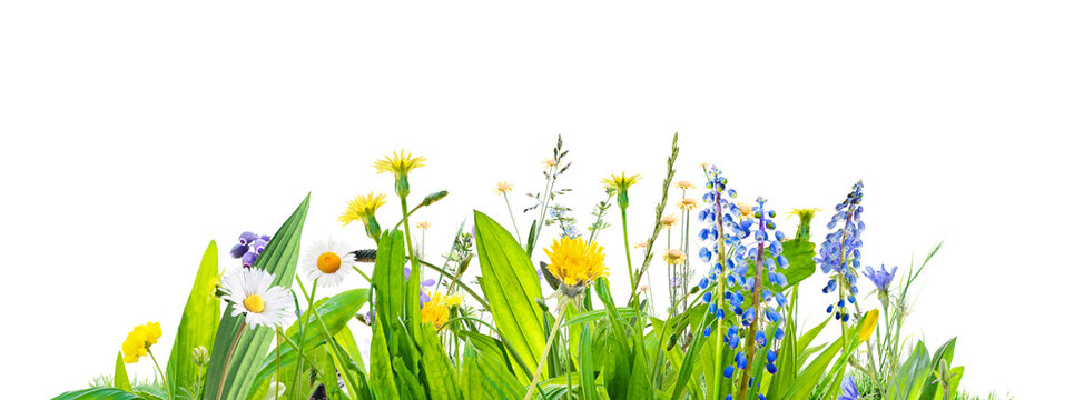 spring grass and daisy wildflowers isolated on transparent background