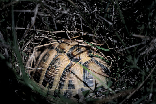Mediterranean Tortoise Shelled and Hidden in Dry Grass Nest Among Shadows and Natural Camouflage
