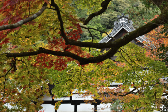 秋の南禅寺　本坊とモミジ(京都市左京区)