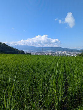 青空と町並みを望む青々とした田んぼ 長野県の自然栽培の夏の稲