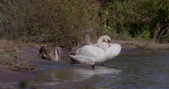 Mute swan family with juvenile chicks preening feathers on lagoon shore