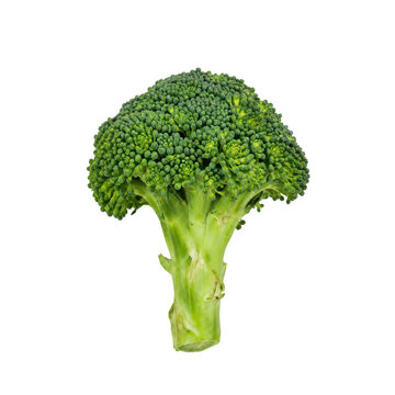 Single fresh green broccoli floret stands upright, showcasing its vibrant texture and healthy appearance on a clean white background