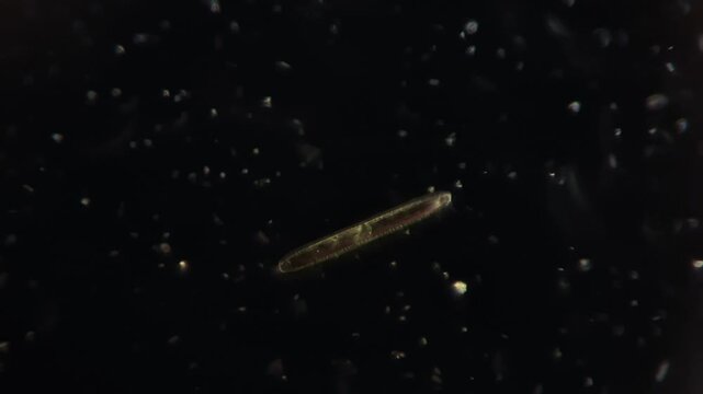 Microscope View of a Single Pennate Diatom Alga Moving in Darkfield Illumination