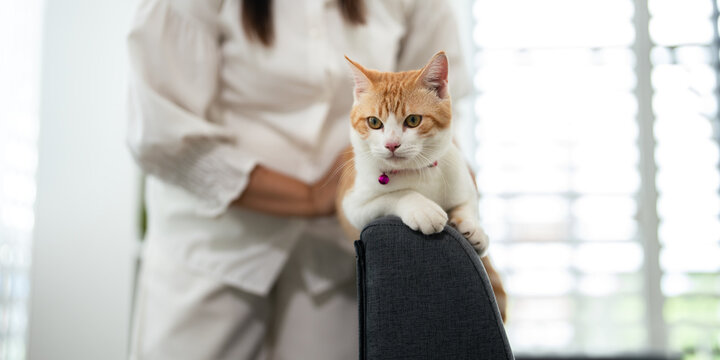 Domestic pet. Woman enjoying a relaxing moment stroking  Orange tabby cat on the sofa in the living room.
