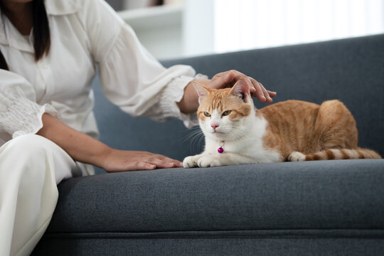 Domestic pet. Woman enjoying a relaxing moment stroking  Orange tabby cat on the sofa in the living room.