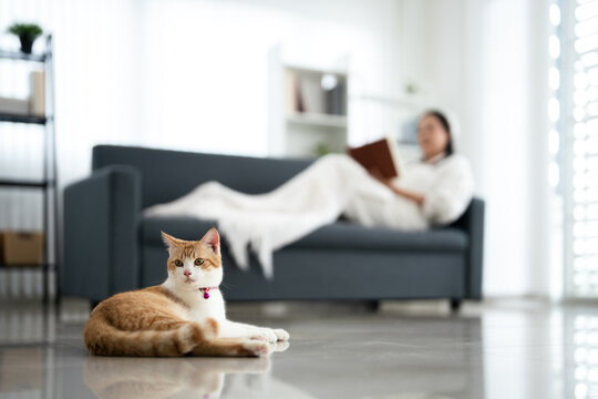 Life with Pet. Woman reading book in living ropom at home with Orange tabby cat sitting  nearby.