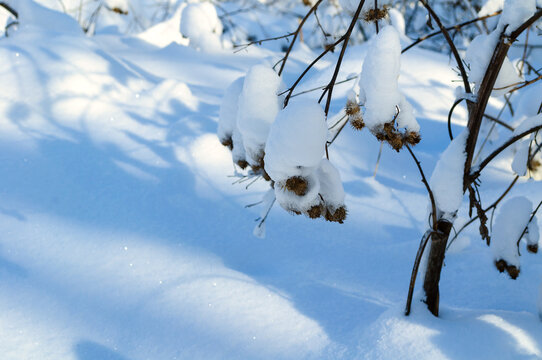 Winter field nature background with snow covered seed heads on thin branches and deep blue shadows on the snow surface below