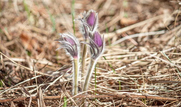 spring crocus flower