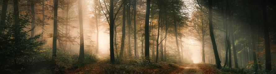 Naklejka premium Magical panoramic nature scenery with mysterious light mood in a foggy forest in autumn, with a beam of sunlight illuminating two separate paths