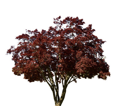 tree with red leaves Isolated on transparent background&nbsp;
