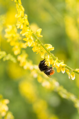 bumble bee on yellow flower © Rich