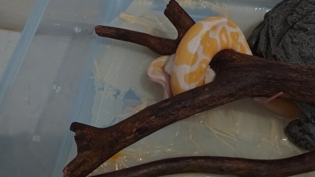 Albino ball python constricting white feeder mouse on wooden branch in terrarium video footage