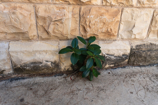 Small green plant growing through pavement crack at the base of a chiseled stone wall