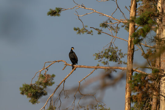 Great Cormorant perched on pine tree branch at dawn