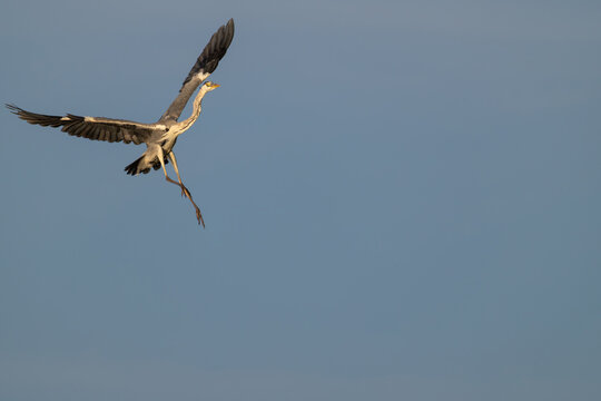 Grey heron landing with raised wings and extended legs in blue sky