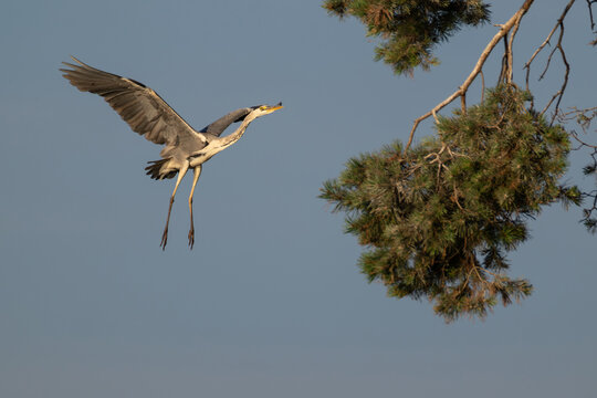 Grey heron landing on pine branch in warm dawn light
