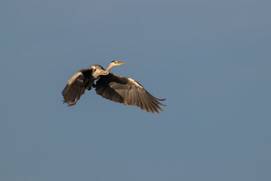 Grey heron gliding through clear blue sky with spread wings