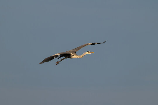 Grey heron gliding through clear blue sky with spread wings