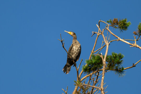 Great Cormorant perched on a pine tree top at dawn with warm sunlight
