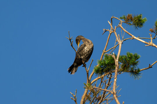 Great Cormorant preening feathers on pine tree top at dawn with warm sunlight