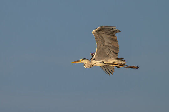 Grey heron gliding through clear blue sky with spread wings
