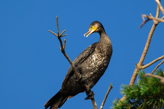 Great Cormorant perched on a pine tree top at dawn with warm sunlight close up