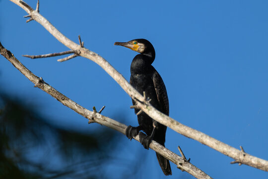 Great Cormorant perched on a pine tree top at dawn with warm sunlight close up