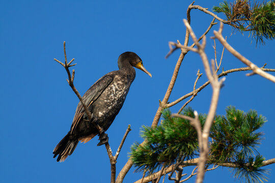Great Cormorant perched on a pine tree top at dawn with warm sunlight close up