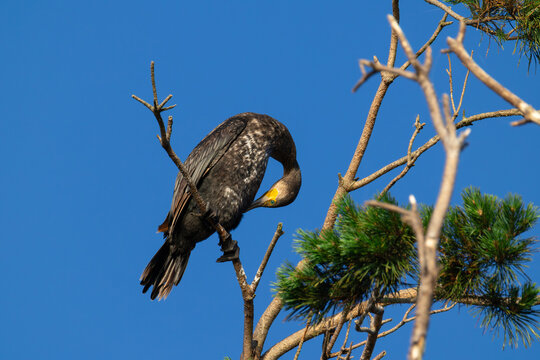 Great Cormorant preening feathers on pine tree top at dawn with warm sunlight close up