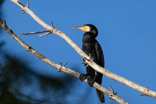 Great Cormorant perched on a pine tree top at dawn with warm sunlight close up