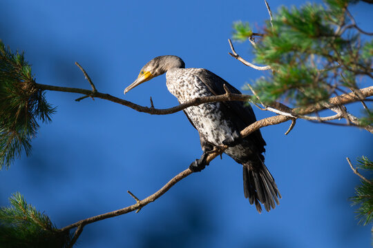 Great Cormorant perched on pine tree branch at dawn with foliage frame