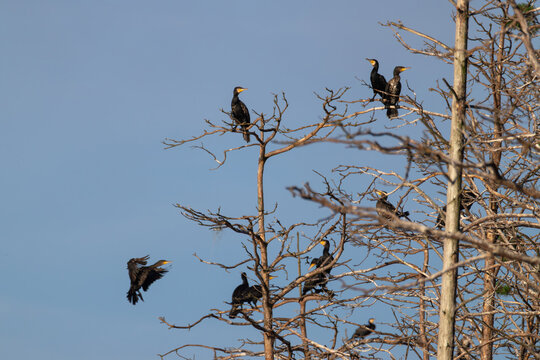 Flock of Great Cormorants perched on pine tree branches at dawn
